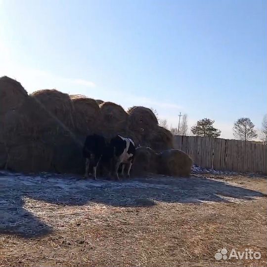 Сено солома в рулонах