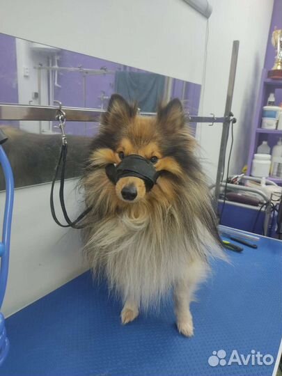 Стрижка кошек и собак с выездом. Груминг