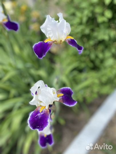 Садовые цветы на посадку