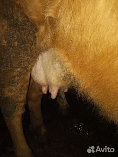 Корова стельная дойная