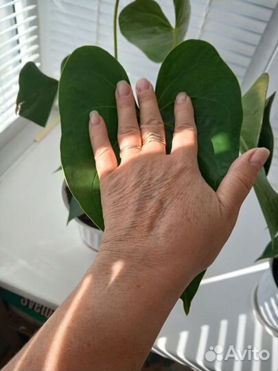 Антуриум Адиос ред