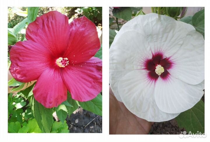 Семена Гибискуса