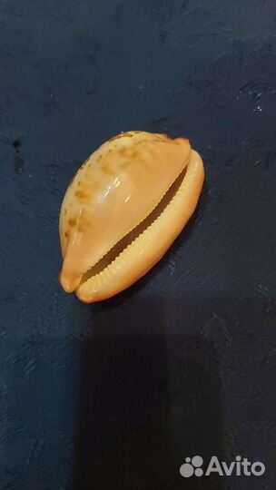 Композиция из морских раковин. Прекрасный подарок