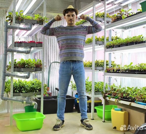 Семена для микрозелени Мелисса Лимонная