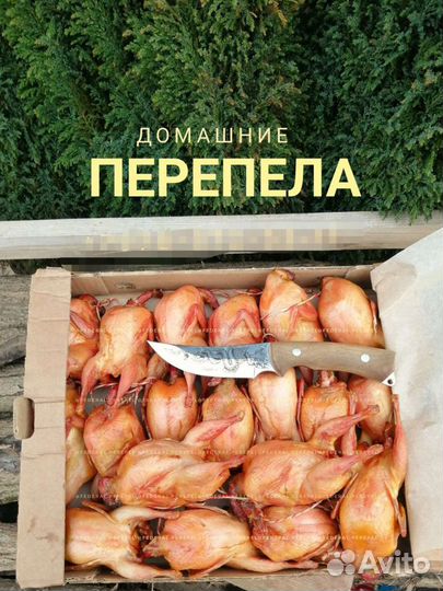 Форель/утка/баранина/перепела