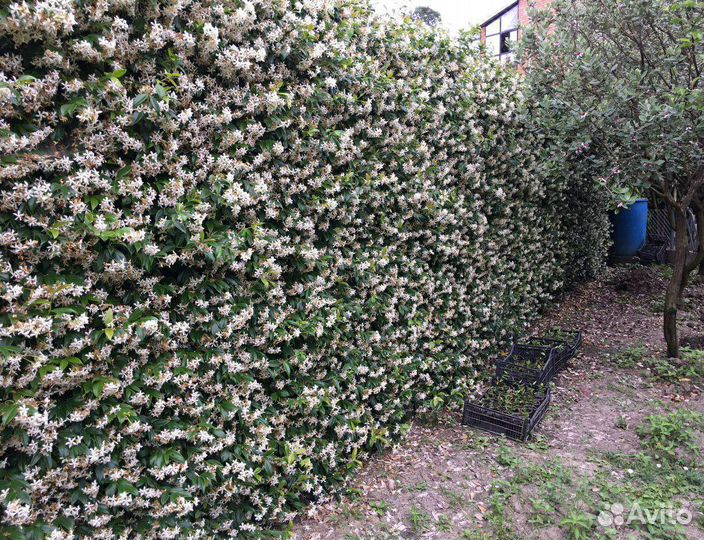 Цветы. Трахелоспермум