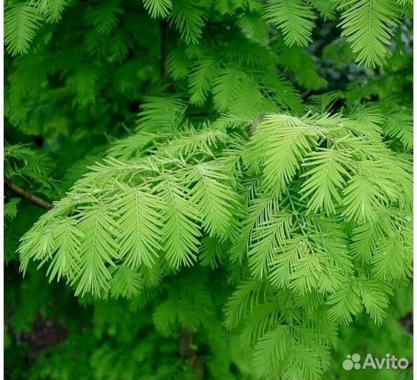 Метасеквойя