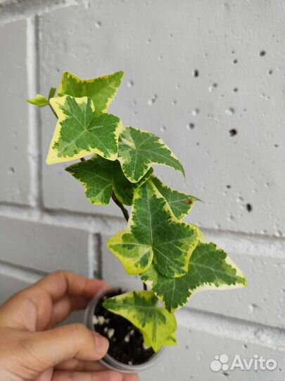 Плющ, Кодиум, Айхризон вариегатный