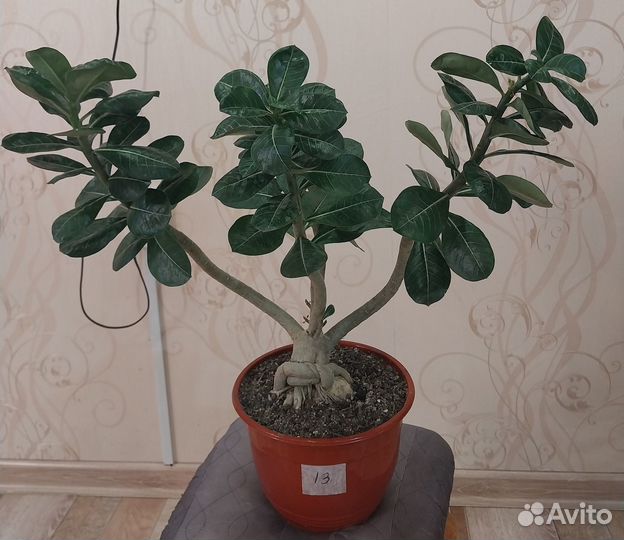 Адениумы привитые взрослые