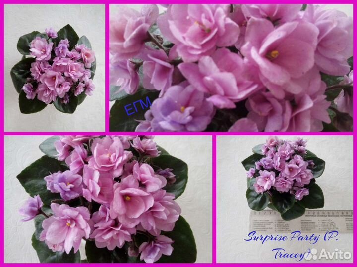 Фиалки мини и полумини