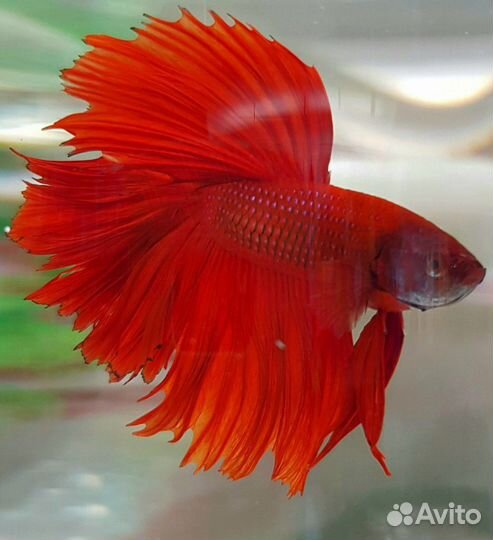 Рыбка петушок