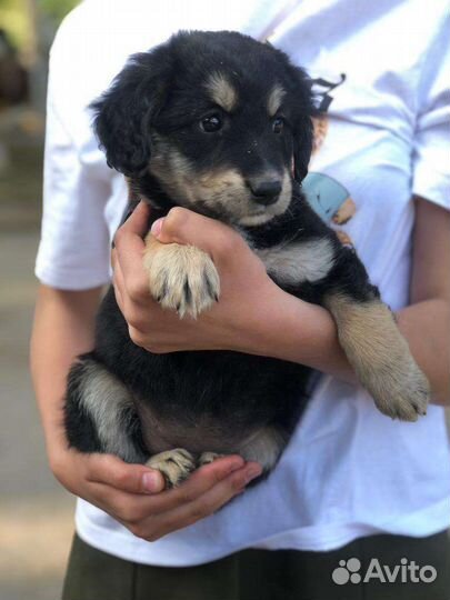 Щенки без породы