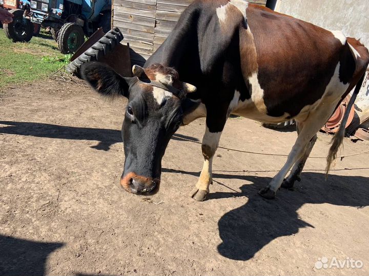 С/х животные