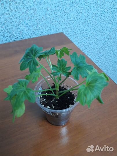 Пеларгония стеллары