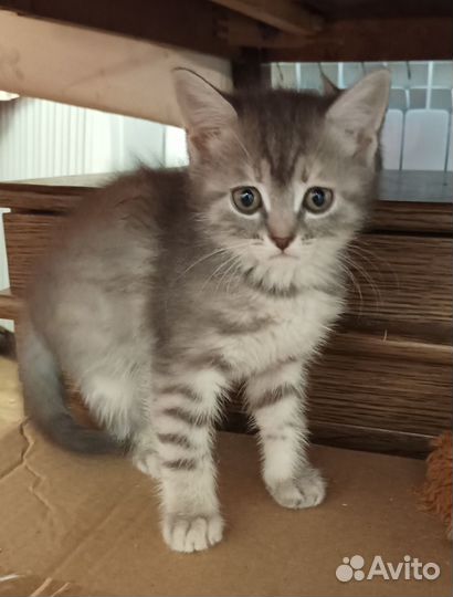 Котята 1,5 месяца