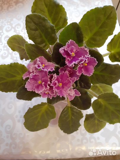 Комнатные растения и цветы