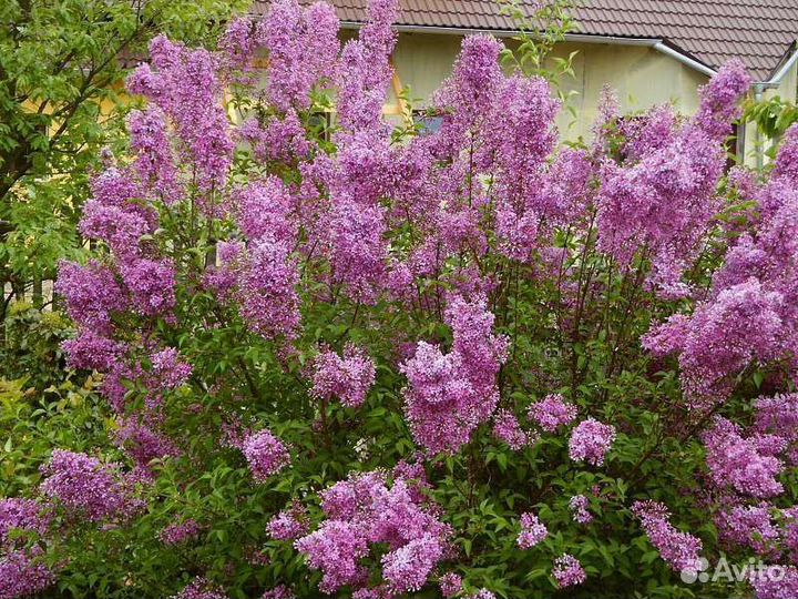 Саженцы тёмной и белой, китайской сирени