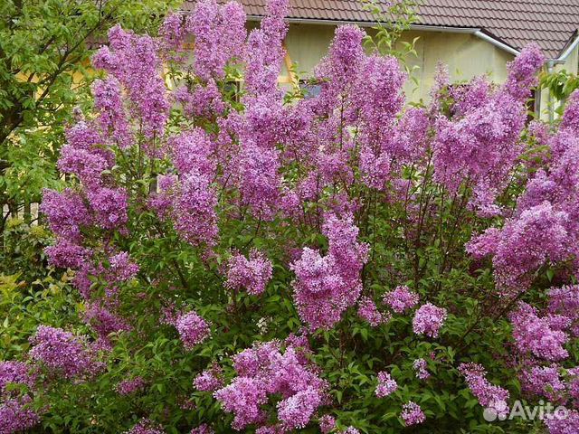 Саженцы тёмной и белой, китайской сирени