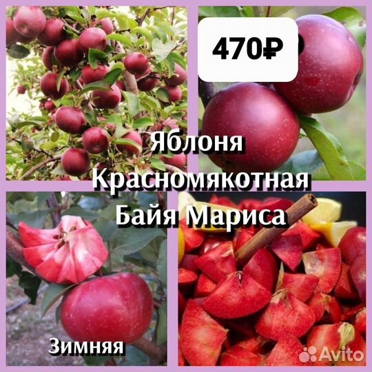 Яблоня Красномякотная 2ух летки