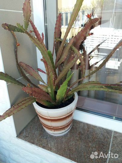 Комнатные растения