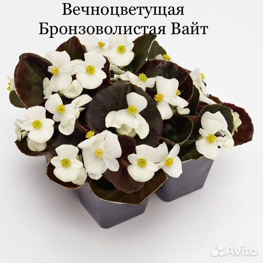 Рассада бегонии