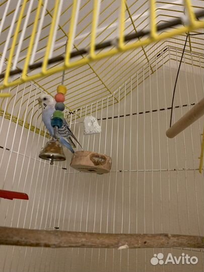 Возьму животное на передержку