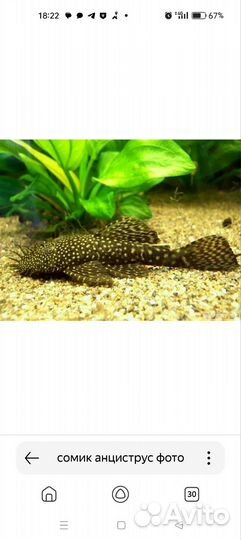 Сомики с присосками анциструсы