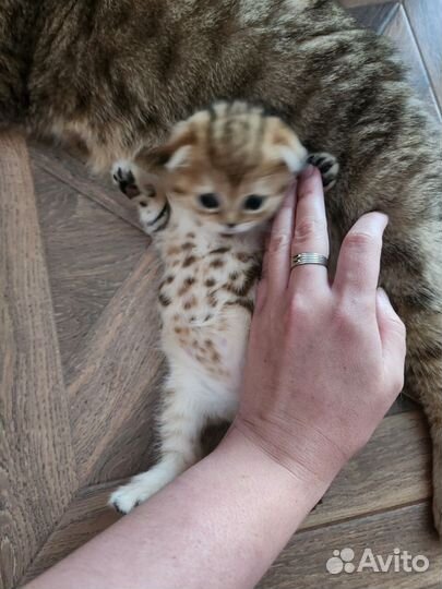 Шотландские котята