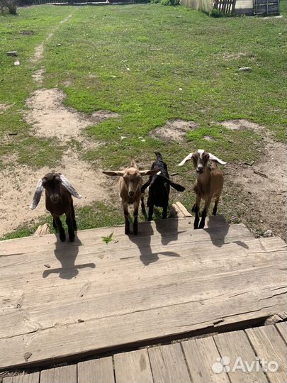Козы,козлята англо-нубийские,зааненские