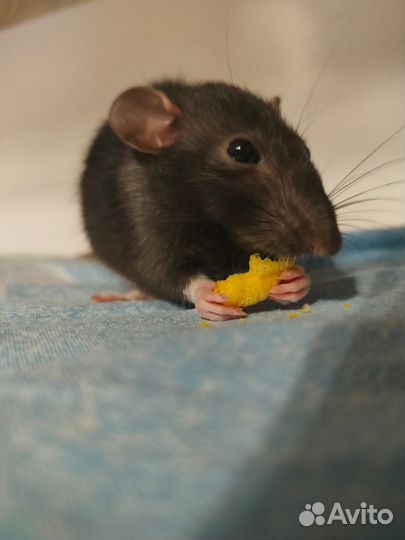 Декоративная крыса