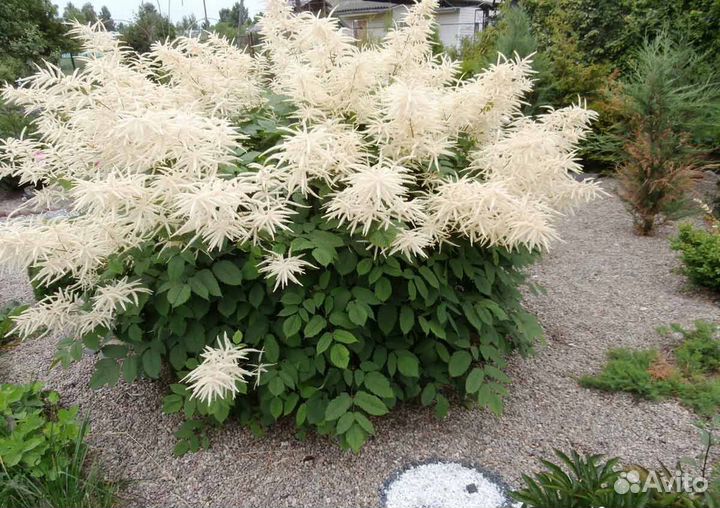 Садовые многолетники - арункус, ирис японский