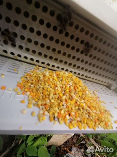 Пыльца цветочная или пчелиная обножка