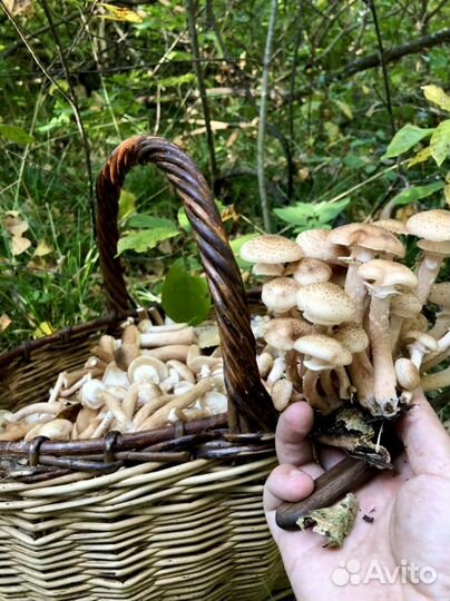 Грибы свежие