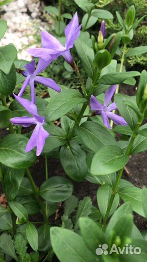 Почвопокровные растения Барвинок,Вербейник монетка