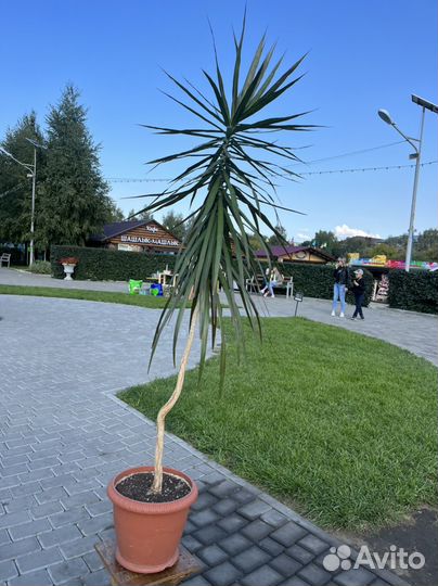 Пальма драцена