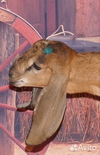 Обезроживание, кастрация, клеймение сельхоз животн