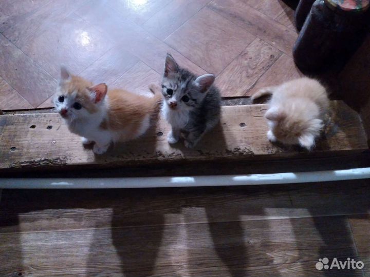 Кошки в добрые руки
