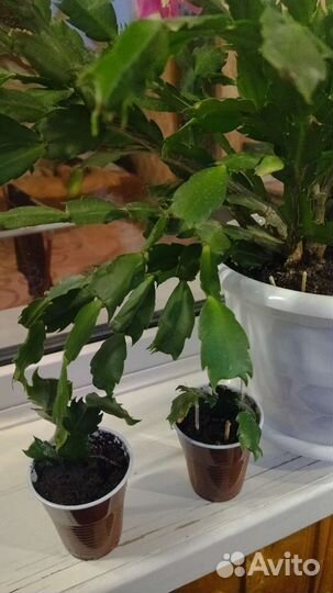 Декабрист шлюмбергера