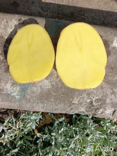 Картофель галла