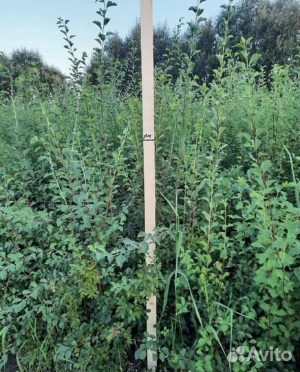 Спирея вангутта