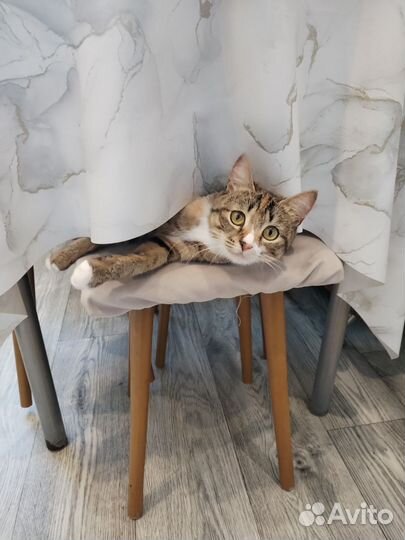 Котята в добрые руки приучены к лотку