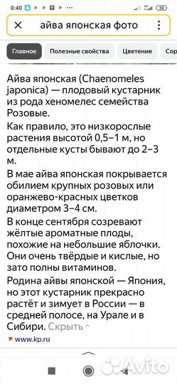 Айва японская саженцы