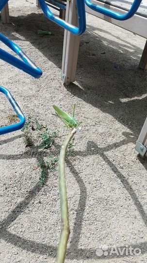 Дрессированная Саранча Олег