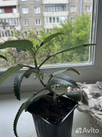 Каланхоэ лечебное живородящее чихательное