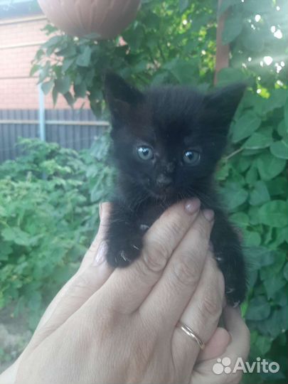 Кошка в дар бесплатно и шоколадка в подарок