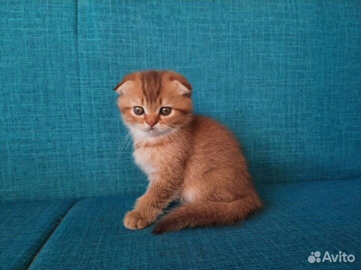 Шотландские котята