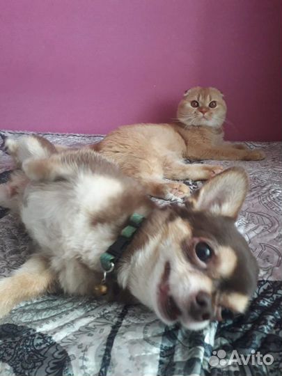 Передержка/ зооняня/гостиница для животных