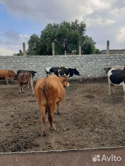 Коровы молочные