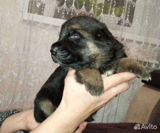 Немецкая овчарка