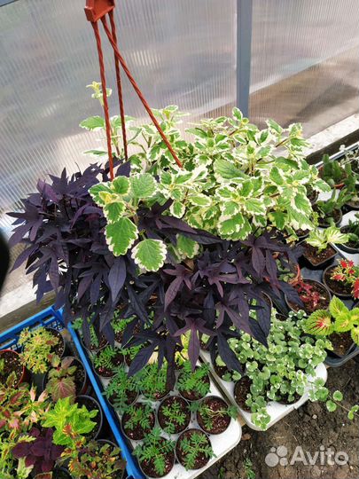 Ипомея батат